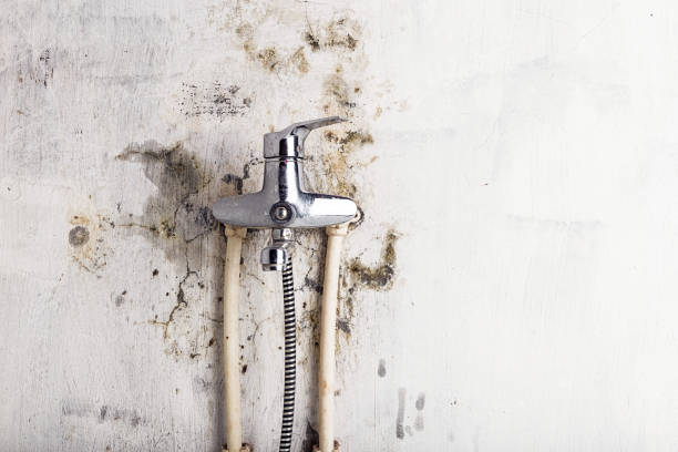 Best Residential Mold Remediation in Steelevle, IL