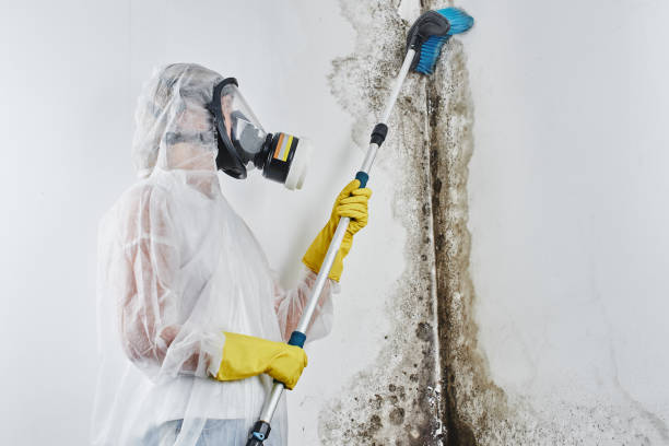 Best Basement Mold Remediation in Steelevle, IL