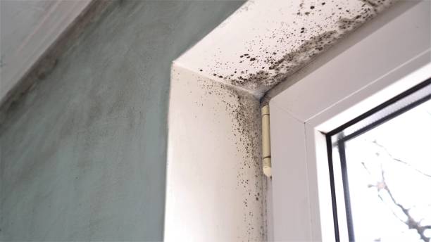 Best Localized Mold Remediation (e.g., coastal areas, humid climates) in Steelevle, IL