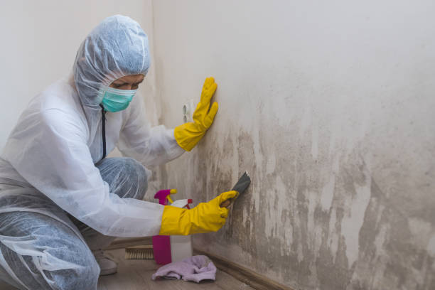 Best HVAC Mold Remediation in Steelevle, IL