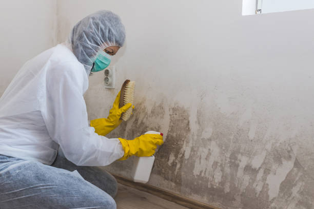 Best Black Mold Remediation in Steelevle, IL