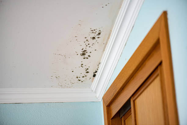 Best Mold Remediation for Specific Building Types in Steelevle, IL