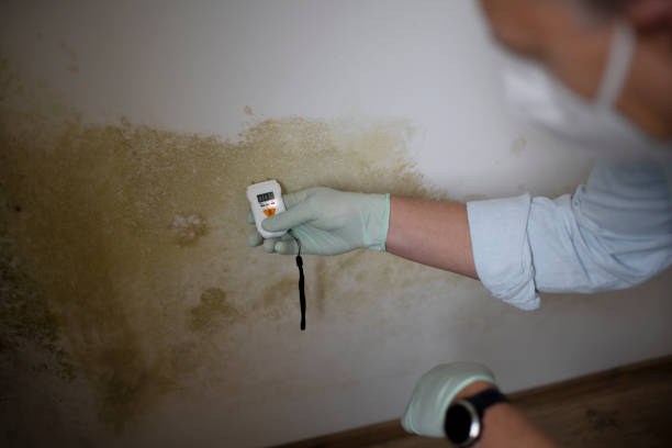 Best HVAC Mold Remediation in Steelevle, IL