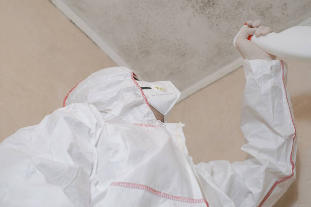 Best Crawl Space Mold Remediation in Steelevle, IL