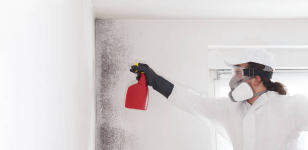 Best Residential Mold Remediation in Steelevle, IL