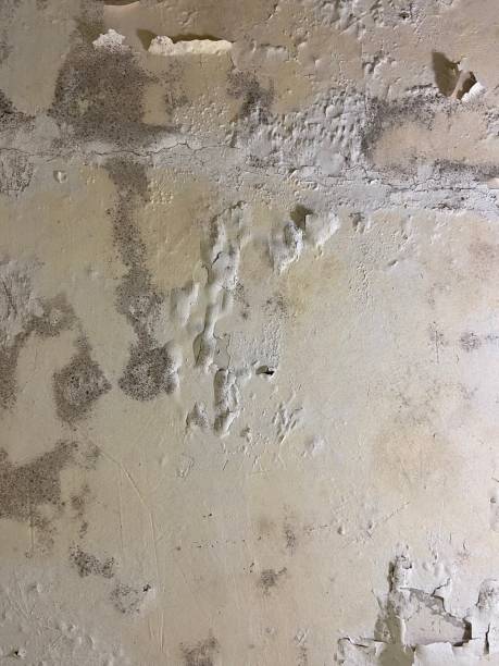 Best Post-Flood Mold Remediation in Steelevle, IL