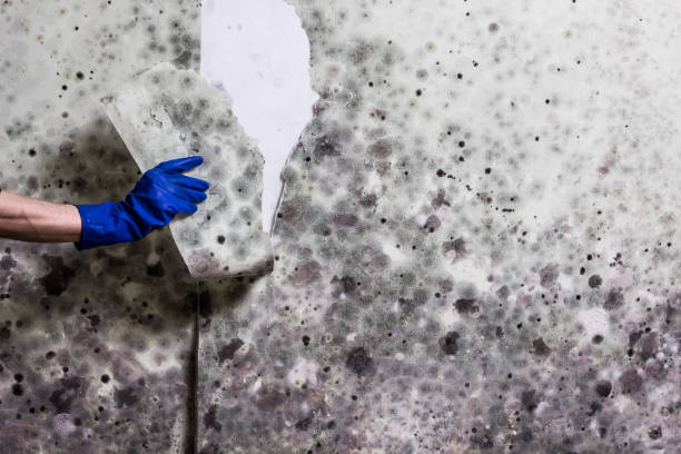 Best Mold Remediation for Schools in Steelevle, IL