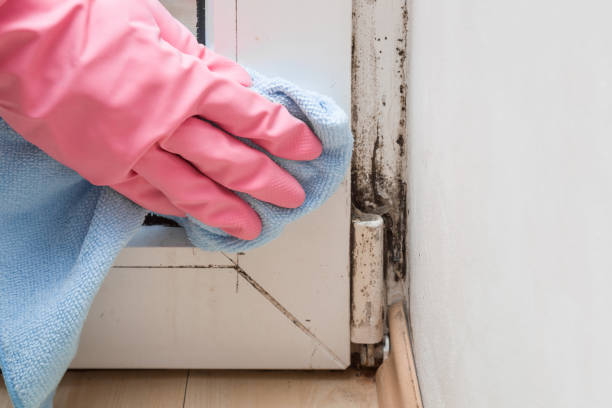 Best Insurance-Related Mold Remediation in Steelevle, IL