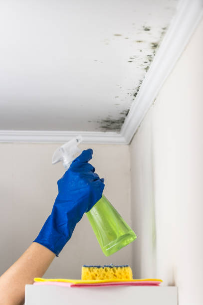 Best Black Mold Remediation in Steelevle, IL