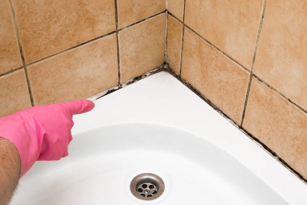 Best Kitchen Mold Remediation in Steelevle, IL